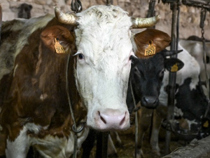 Ко има путера на глави у млекарској индустрији: Јесу ли олигополи запалили цене млека и млечних производа?