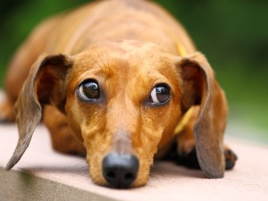 Шта пас уме и разуме: Схватити човека, дијагностицирати тумор, нањушити страх